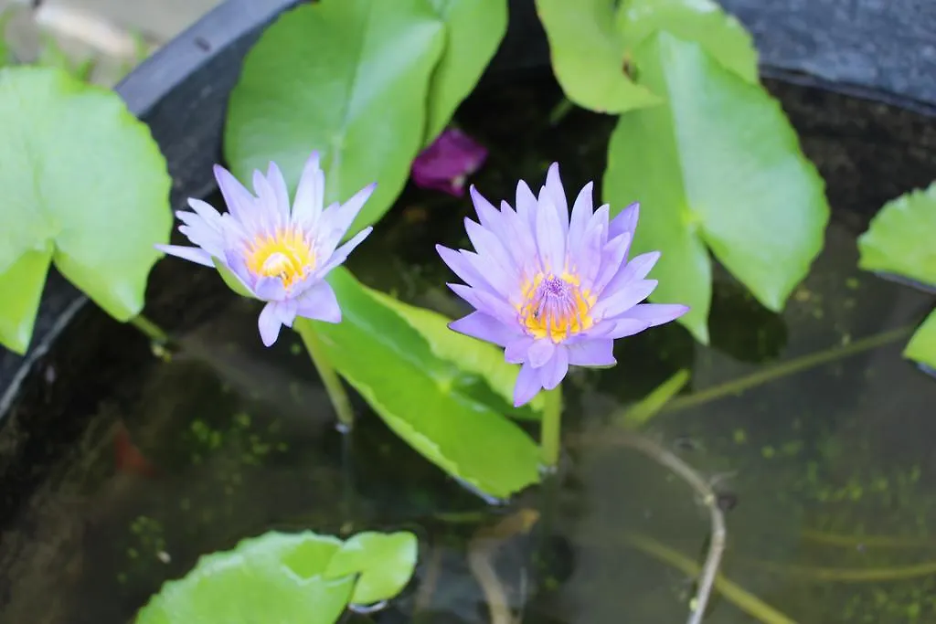 Phuc Thao Villa Hoi An Vietnam